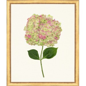 TLC- HYDRANGEA 17  20 X 24